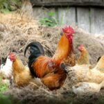 chickens 2522623 1280 (1)