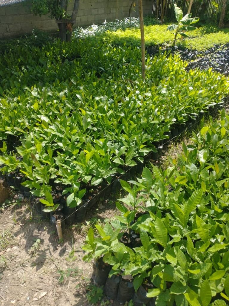 img 20250804 wa0027 img 20250804 wa0027