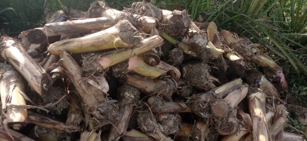 whatsapp image 2025 07 31 at 11.05.45 401de324 copy